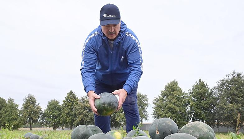 "Разворачиваемся мы очень медленно". Почему Александр Лукашенко призывает аграриев выращивать новые культуры